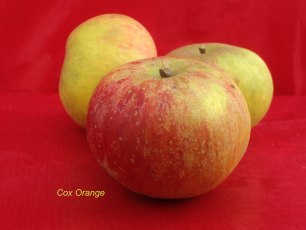pomme verger collection du Val de Baule,en val de Loire, la variété cox orange