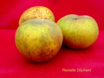 Pomme Reinette Clochard
