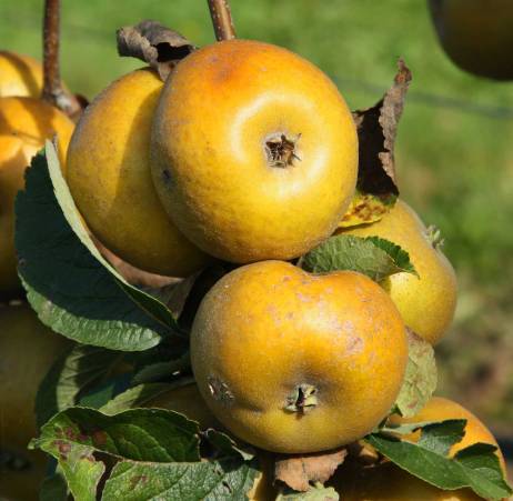 Pomme du Val de Loire, la Patte de Loup du verger collection du Val de Baule dans le Loiret