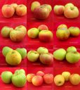 val-de-loire-pommes-loiret-verger-collection-baule-beaugency